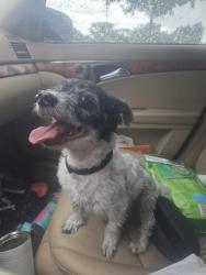 Found/Stray Male Dog last seen Semoron Blvd and Michigan, Orlando, FL 32812