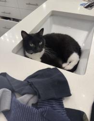 Reunited Male Cat last seen Near 189th Pl SW, Lynnwood, WA 98036, USA, Lynnwood, WA 98036