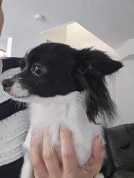 Reunited Male Dog last seen Tiffany Lakes, Miami, FL 33193