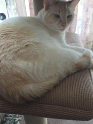 Reunited Male Cat last seen Near and tuskawila, Winter Springs, FL 32708