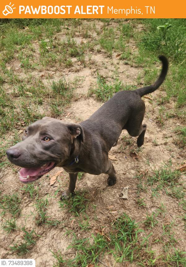 Found/Stray Male Dog last seen Kenwood, Memphis, TN 38134