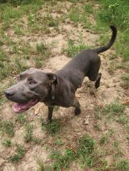 Found/Stray Male Dog last seen Kenwood, Memphis, TN 38134