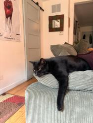 Reunited Male Cat last seen Leavitt and North Ave, Chicago, IL 60622