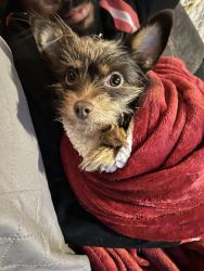 Reunited Female Dog last seen 3rd and Pusey, Chester, PA 19013