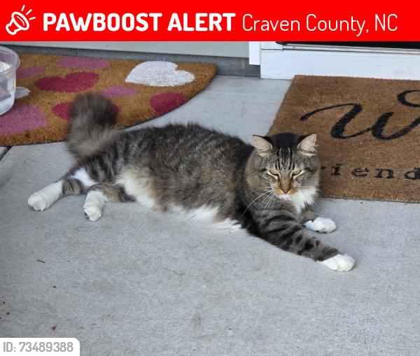 Lost Male Cat last seen Falcon Bridge Drive in the court 400 series, Craven County, NC 28560