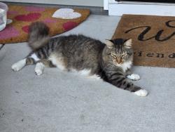 Lost Male Cat last seen Falcon Bridge Drive in the court 400 series, Craven County, NC 28560