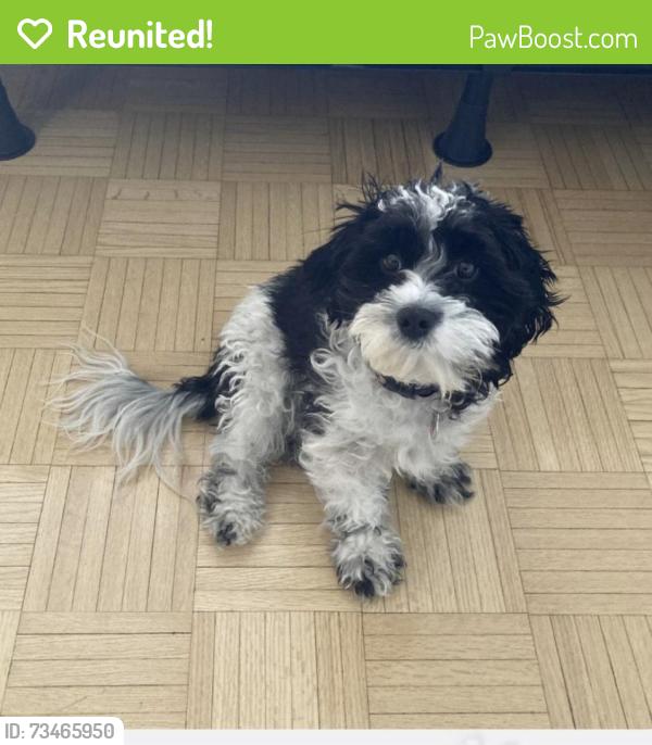 Reunited Female Dog last seen Cote-des-Neiges dr Pentfield, Montréal, QC H3H 1V8