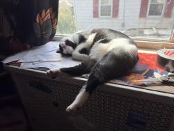 Reunited Male Cat last seen Edgewood road and sequoia, Baltimore, MD 21215