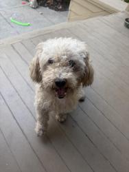 Reunited Male Dog last seen Los Gatos Blvd near Highway 9, Los Gatos, CA 95030