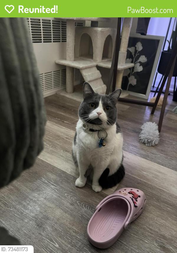 Reunited Female Cat last seen Oronoke Rd, Waterbury, CT 06708