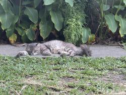 Lost Male Cat last seen County road 529, Alvin, TX 77511