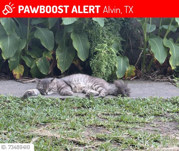 Lost Male Cat last seen County road 529, Alvin, TX 77511