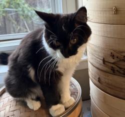 Reunited Female Cat last seen Starlite Park, Milpitas, CA 95035