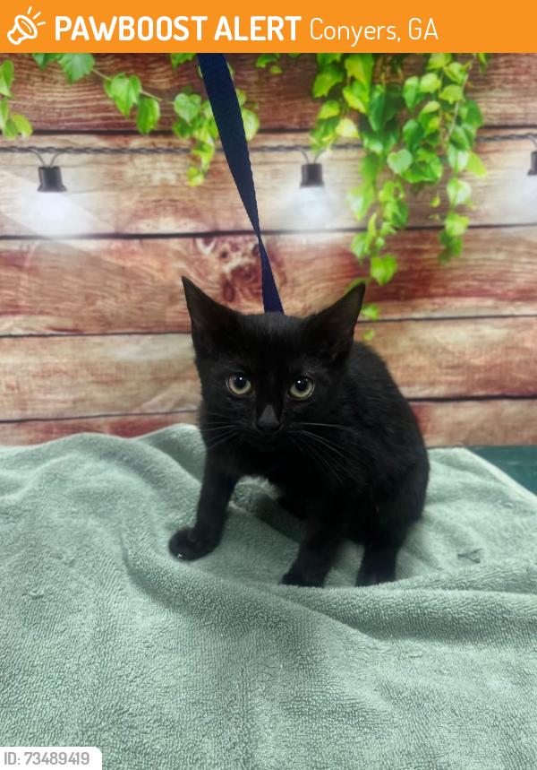 Found/Stray Unknown Cat last seen Located at Rockdale County Animal Service, 1506 Rockbridge Road, Conyers, GA 30012, Conyers, GA 30012