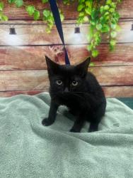 Found/Stray Unknown Cat last seen Located at Rockdale County Animal Service, 1506 Rockbridge Road, Conyers, GA 30012, Conyers, GA 30012