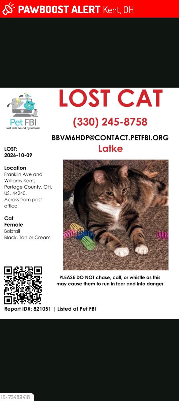 Lost Female Cat last seen Post office, Kent, OH 44240