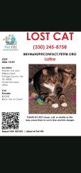 Lost Female Cat last seen Post office, Kent, OH 44240