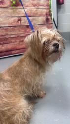 Reunited Unknown Dog last seen Located at Rockdale County Animal Service, 1506 Rockbridge Road, Conyers, GA 30012, Conyers, GA 30012