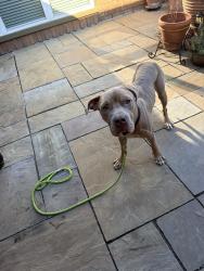 Found/Stray Male Dog last seen Summer creek road & leafy trail, Fort Worth, TX 76123