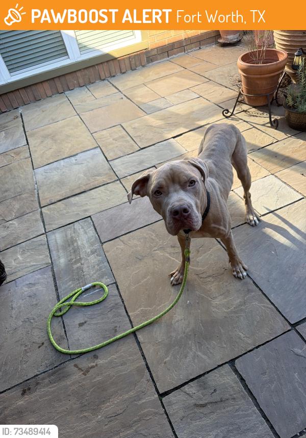 Found/Stray Male Dog last seen Summer creek road & leafy trail, Fort Worth, TX 76123