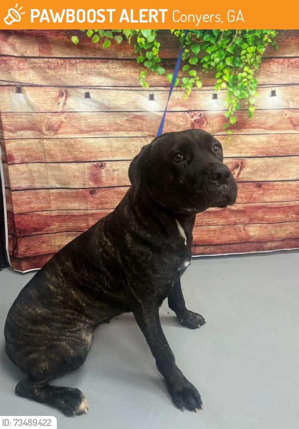 Found/Stray Unknown Dog last seen Located at Rockdale County Animal Service, 1506 Rockbridge Road, Conyers, GA 30012, Conyers, GA 30012