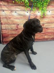 Found/Stray Unknown Dog last seen Located at Rockdale County Animal Service, 1506 Rockbridge Road, Conyers, GA 30012, Conyers, GA 30012