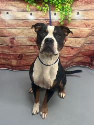 Found/Stray Unknown Dog last seen Located at Rockdale County Animal Service, 1506 Rockbridge Road, Conyers, GA 30012, Conyers, GA 30012