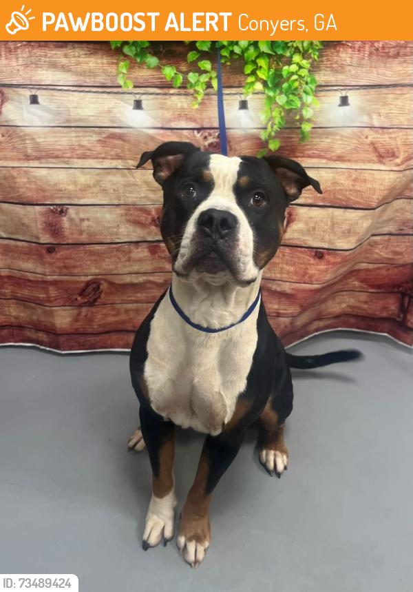 Found/Stray Unknown Dog last seen Located at Rockdale County Animal Service, 1506 Rockbridge Road, Conyers, GA 30012, Conyers, GA 30012