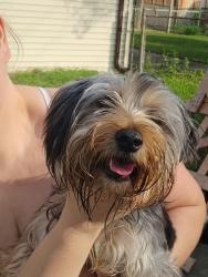 Found/Stray Female Dog last seen Dearborn Heights, Dearborn Heights, MI 48125