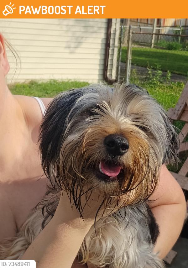 Found/Stray Female Dog last seen Dearborn Heights, Dearborn Heights, MI 48125