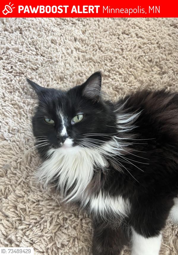 Lost Male Cat last seen Kyle Ave and 34th st, Minneapolis, MN 55422