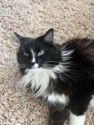 Lost Male Cat last seen Kyle Ave and 34th st, Minneapolis, MN 55422