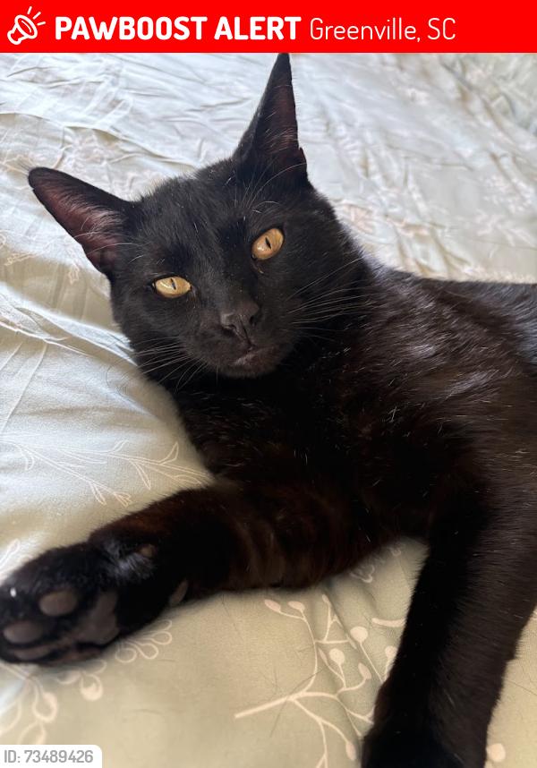 Lost Male Cat last seen Near Roper Mountain Science Center, Greenville, SC 29615