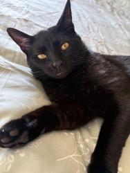 Lost Male Cat last seen Near Roper Mountain Science Center, Greenville, SC 29615