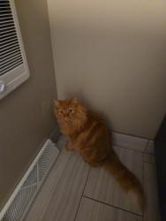 Reunited Male Cat last seen Near Stevens St, Madison, WI 53705, USA, Madison, WI 53705