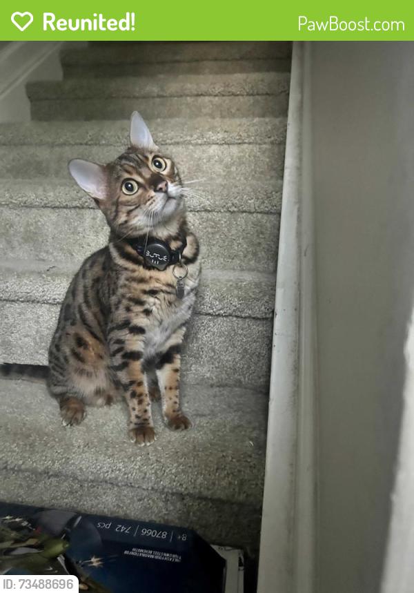 Reunited Male Cat last seen Haywards Heath and Blackburn, Apex, NC 27502