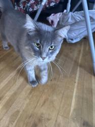 Reunited Male Cat last seen Tampa and victory, Los Angeles, CA 91335