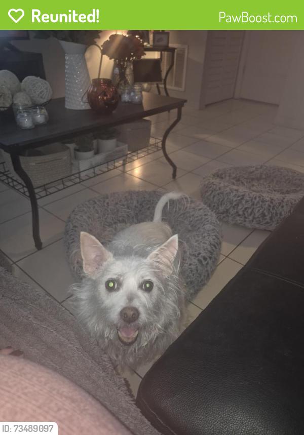 Reunited Female Dog last seen Near sw 153 court, Miami, FL 33196