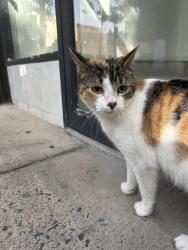 Reunited Unknown Cat last seen South and 7th St, Philadelphia, PA 19147