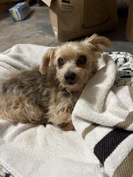 Found/Stray Female Dog last seen North Riley Road, Muncie, Ind, Muncie, IN 47304