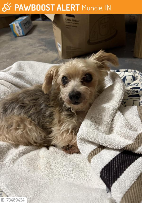 Found/Stray Female Dog last seen North Riley Road, Muncie, Ind, Muncie, IN 47304