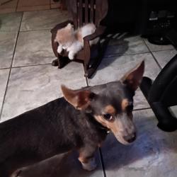 Lost Male Dog last seen First Street, Taft, CA 93268