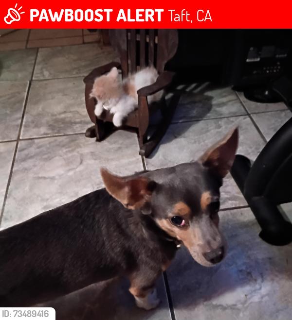 Lost Male Dog last seen First Street, Taft, CA 93268