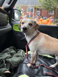 Found/Stray Male Dog last seen Summer Ave / Graham, Memphis, TN 38122