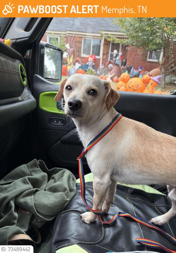 Found/Stray Male Dog last seen Summer Ave / Graham, Memphis, TN 38122