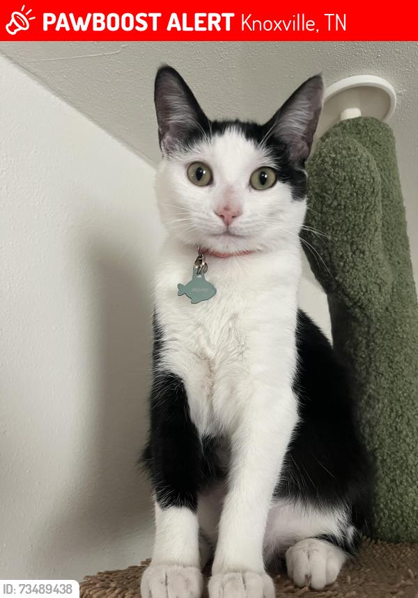 Lost Female Cat last seen Belle Morris Elementary School, Knoxville, TN 37917