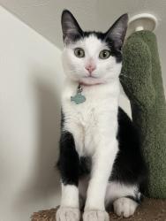 Lost Female Cat last seen Belle Morris Elementary School, Knoxville, TN 37917