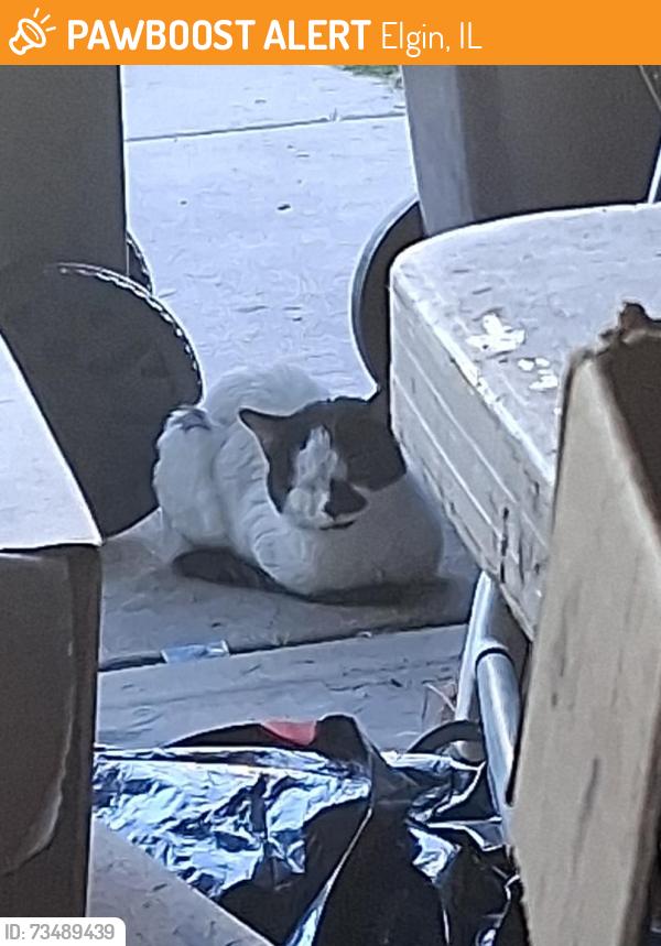 Found/Stray Unknown Cat last seen Lonfford, Elgin, IL 60120