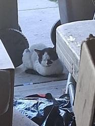 Found/Stray Unknown Cat last seen Lonfford, Elgin, IL 60120