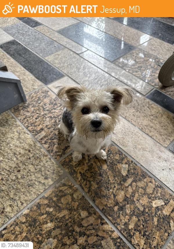 Found/Stray Male Dog last seen Granite discounter store, Jessup, MD 20794